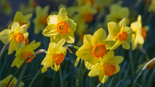 Daffodils in spring bloom at Avebury